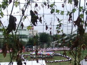 芝生校庭で運動会