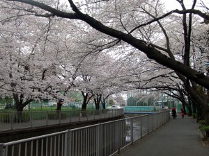 神田川の桜