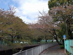 神田川の桜