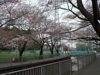 神田川沿いの桜