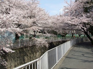 神田川の桜