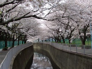 神田川の桜