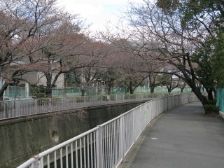 神田川沿いの桜