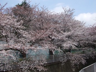 神田川のさくら