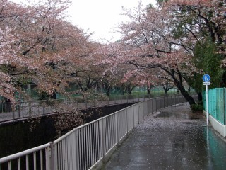 神田川沿いの桜