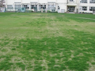 養生エリアの芝生のようす