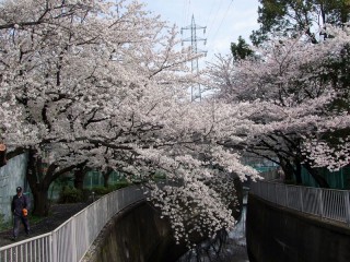 神田川の桜