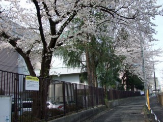 神田川の桜