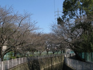 神田川の桜