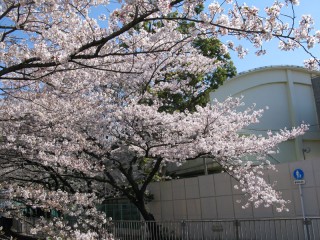 神田川の桜