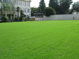 芝生の校庭
