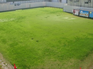 校庭の芝生