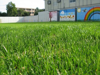 校庭の芝生