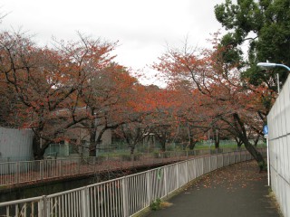 芝生の校庭