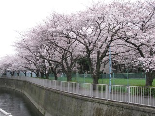 神田川の桜