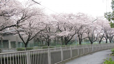 神田川沿いのさくら