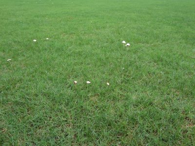 芝生の校庭